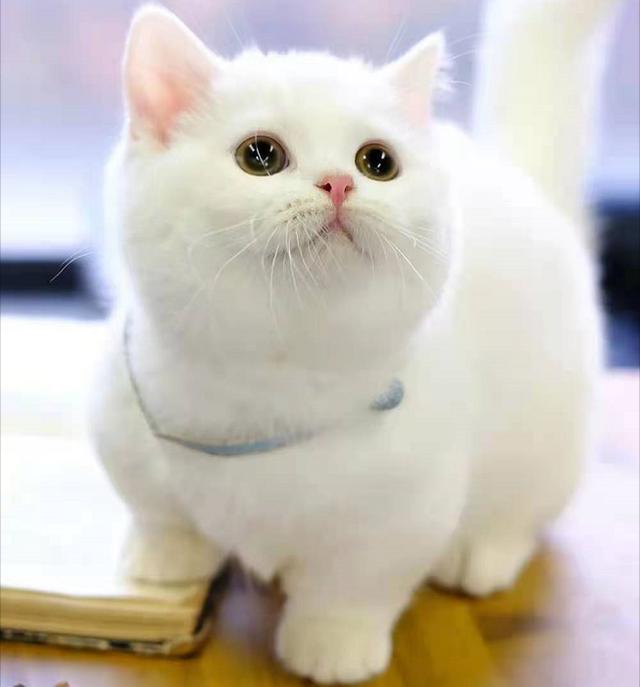 猫咪老是呼吸急促怎么回事，猫咪呼吸急促怎么回事～猫咪疾病知识