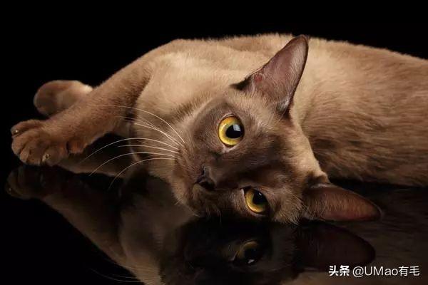 飞机托运猫咪流程，需要办理什么手续