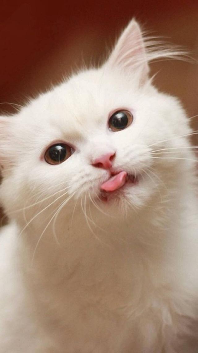 喜欢猫的人性格分析，女人一旦拥有了猫的性格