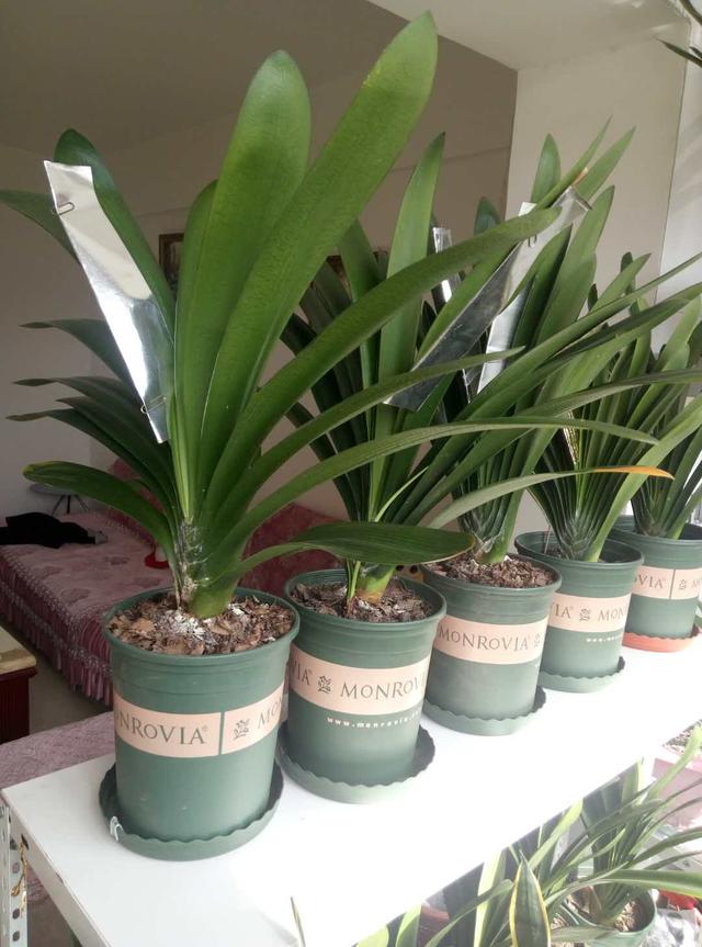 君子兰怎么浇水，君子兰的养殖方法和浇水方法