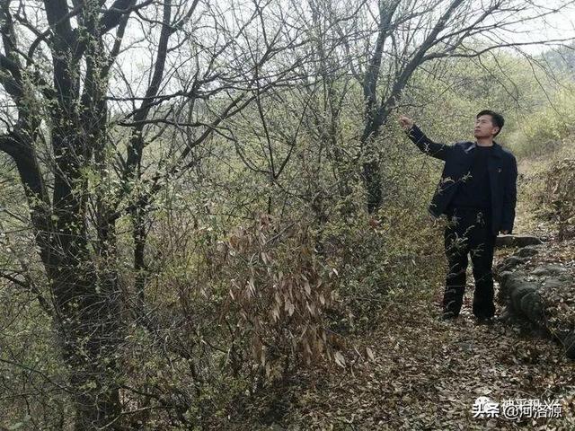 流苏树是什么树，流苏树的形态特征介绍