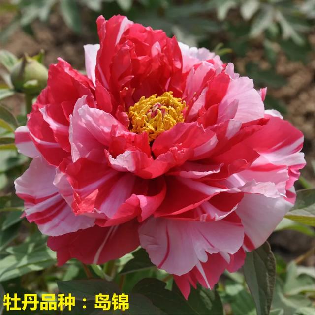 美丽的花中之王牡丹，被国人视为花中之王的牡丹品种