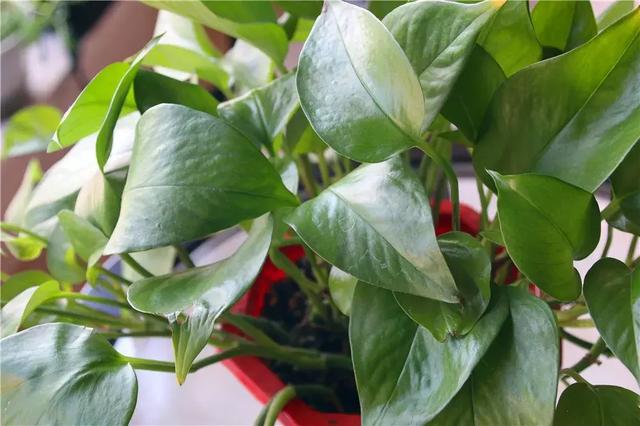 绿萝叶子发黄怎么办，绿萝叶子发黄怎么办最简单的方法