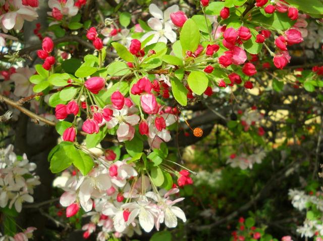 能吃的树花有几种，看到10种花别说不认识