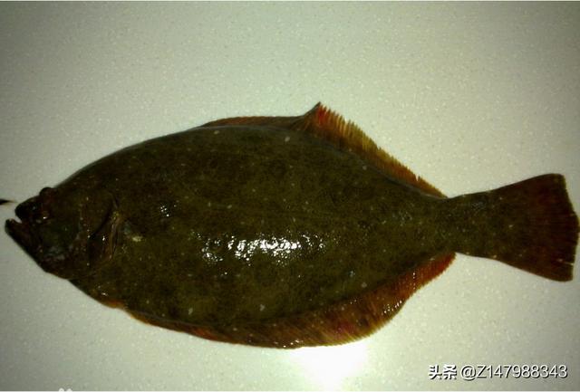 青岛餐桌常见的海货，比目鱼怎么吃出是活鱼