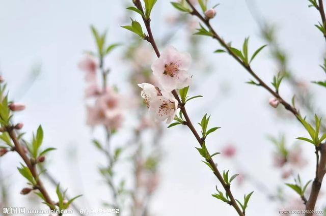 桃花嫣然出篱笑，关于桃花最美的诗词（赏读：桃花依旧笑春风）