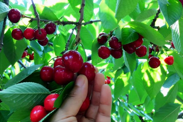 最甜的樱桃品种是哪几种，全球极具潜力的十个甜樱桃品种