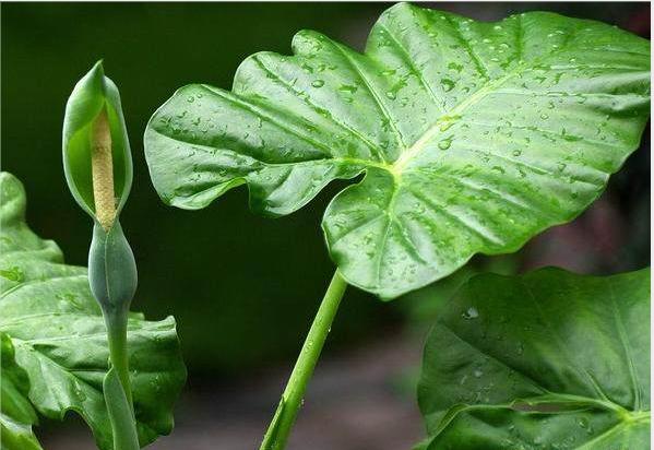 八种常见有毒花，这15种大毒花
