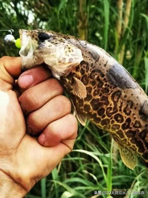 路亚鳜鱼的操作手法和技巧，路亚一招中鱼鳜鱼篇