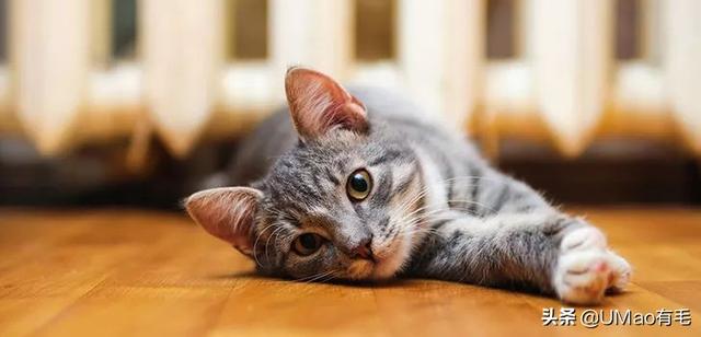 飞机托运猫咪流程，需要办理什么手续