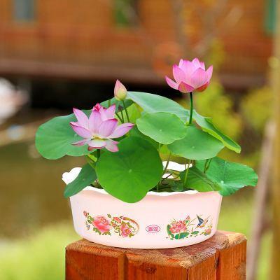 睡莲养室内能开花吗，睡莲也能养家里