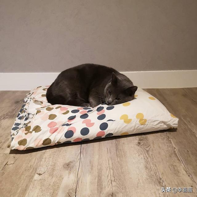猫流眼泪怎么回事，猫咪有时候会流泪是怎么回事（猫咪流眼泪是因为“感动”而哭——关于猫流眼泪的真相）