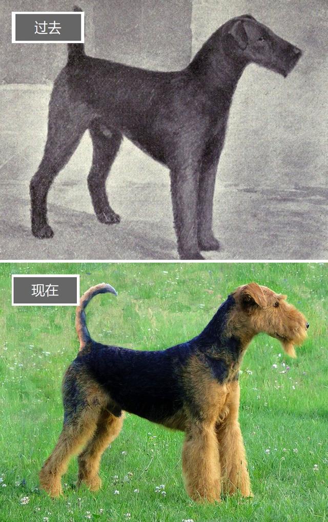 常见犬种介绍，养狗前你知道工作犬和玩具犬吗