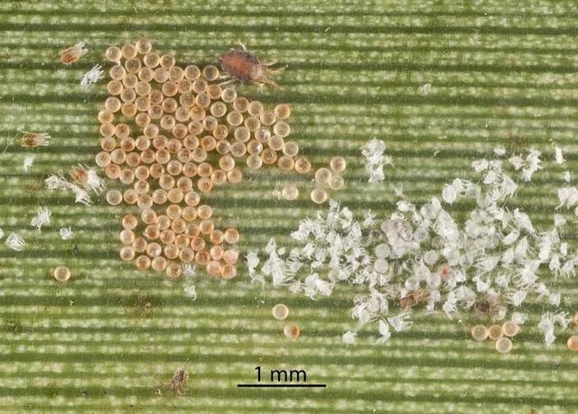 害虫的危害和防治方法，防治蚜虫、粉虱、飞虱最经典的药剂