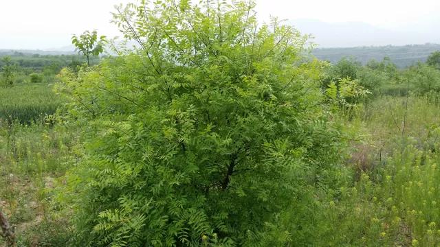 明朝大学士徐光启，明末杰出科学家