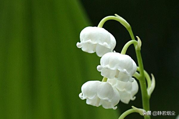 30种简单花草，几种优雅的的花草
