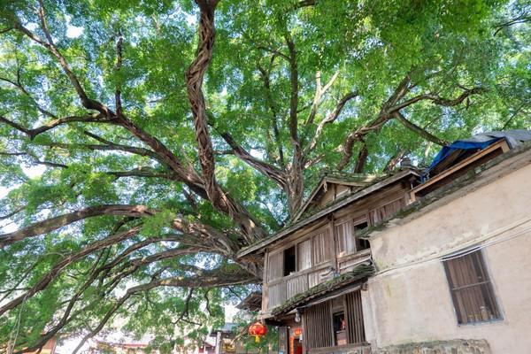 福建南靖千年古镇云水谣，带你解锁不一样的精彩