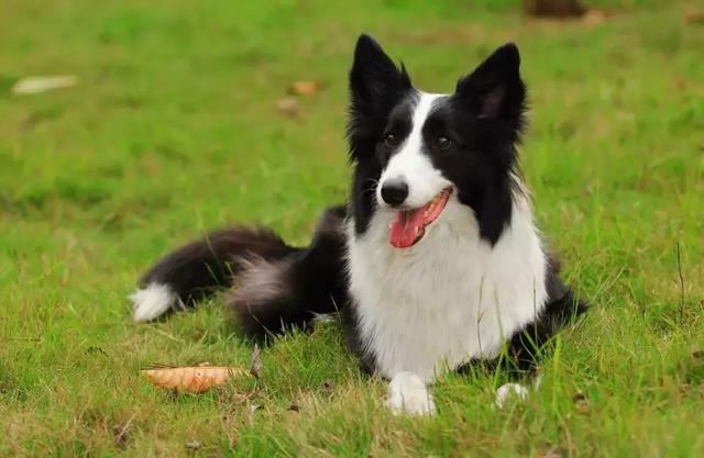 边境牧羊犬究竟有多聪明，发现中了狗狗圈套