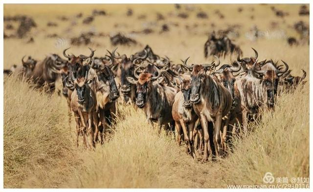 东非动物大迁徙，东非动物大迁徙的路线图（“生命的长征”东非野生动物大迁徙）
