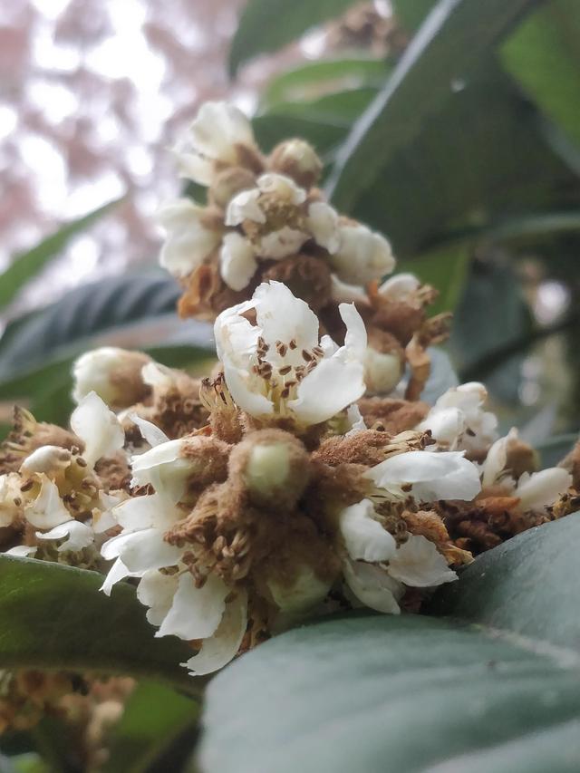 一枝枇杷满院金，一树枇杷花不胜在