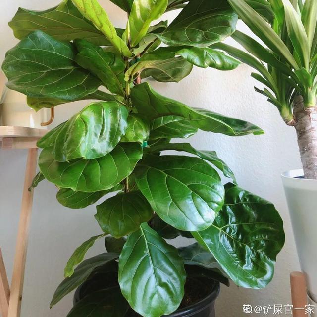 观叶植物的室内摆放，家里盆栽摆放有讲究