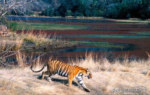 介绍一下老虎百兽之王，百兽之王是老虎还是狮子