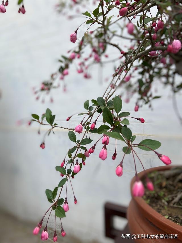 海棠哪个品种最好看，原来海棠有这么多品种