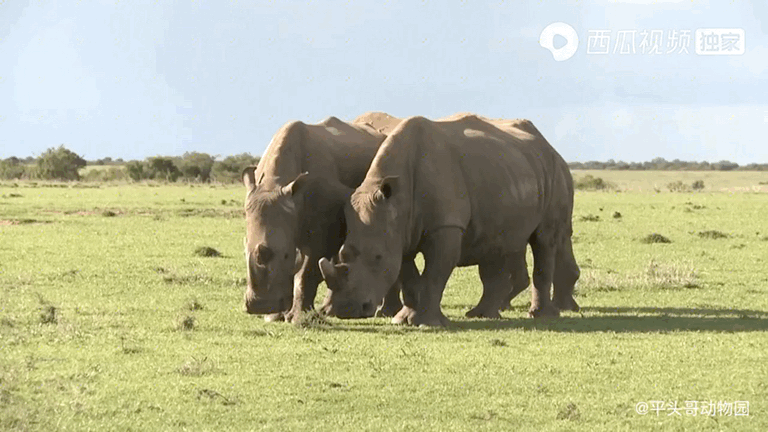 吸血的动物有哪些，最凶狠的十种吸血动物