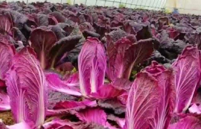 蔬菜价格一览表，农村4种蔬菜价格表（今日河南部分蔬菜最新价格）