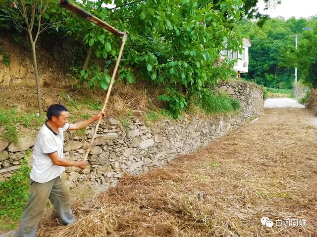 油菜苗吃法大全，油菜苗泡菜更有劲道