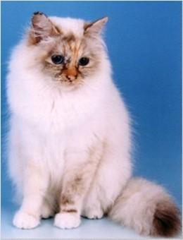 世界名猫品种，世界名猫品种大全