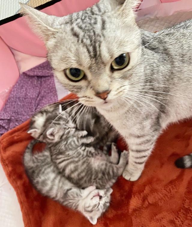 猫传腹的典型过程，关于猫传腹，你一定要提前知道