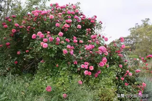 颜值高花期长的月季，七种优秀盆栽月季