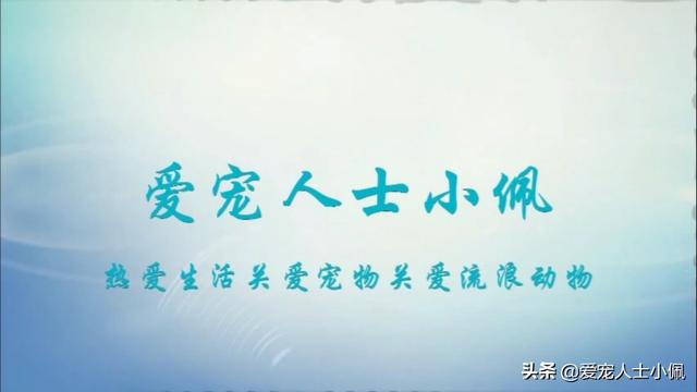 宠物糖尿病吃什么药(宠物糖尿病怎么治疗)