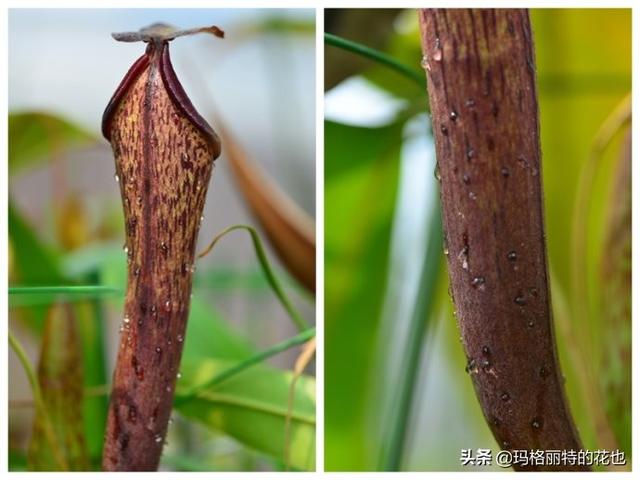 通向死亡的甜蜜诱惑，什么猪笼草是最好养（大量吸食它，可致人瘫痪、死亡）