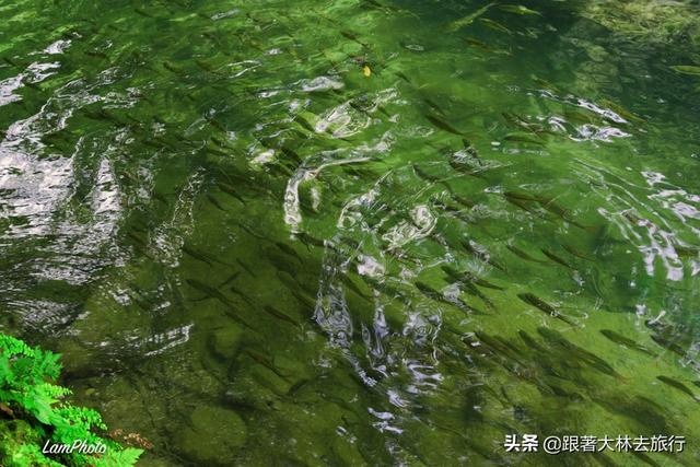 小七孔在贵州哪里，贵州小七孔景区在哪个城市（今日起贵州小七孔景区开园时间有变）