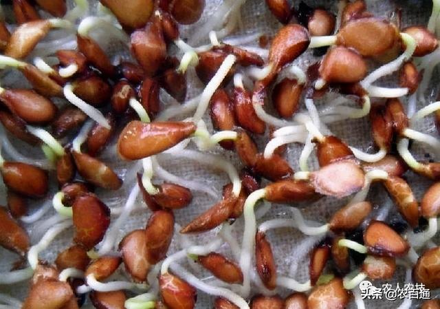 茄子种子催芽方法，蔬菜种子催芽有几种方法