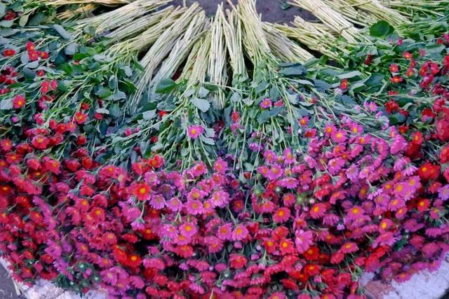 便宜又实惠的鲜花市场，打卡全国最大的鲜花批发市场