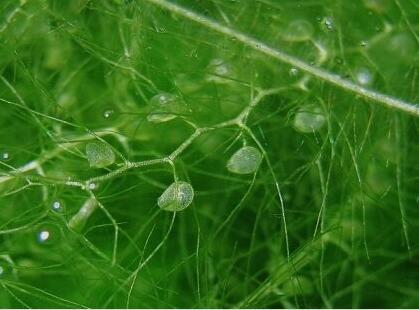 十种剧毒植物，15大剧毒野果盘点