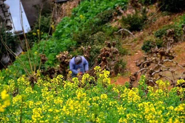 徽州古村落的风景，厚度旅行文山村
