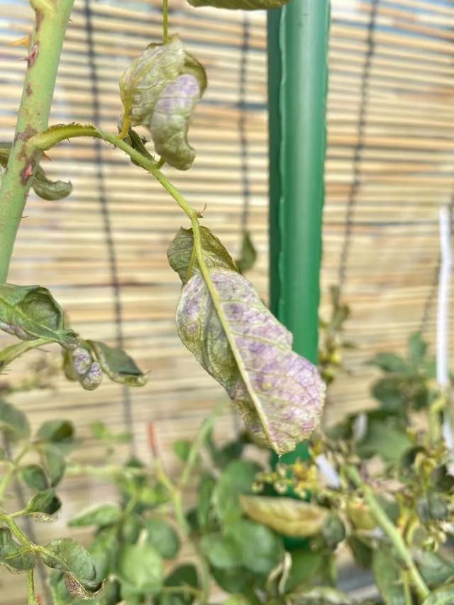 害虫的危害和防治方法，防治蚜虫、粉虱、飞虱最经典的药剂