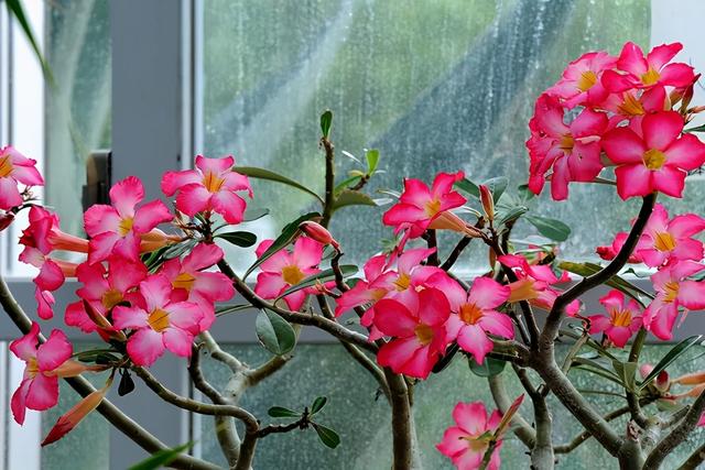 沙漠玫瑰怎么养，沙漠玫瑰的养殖方法多久能开花（真正会养的只需做5点）