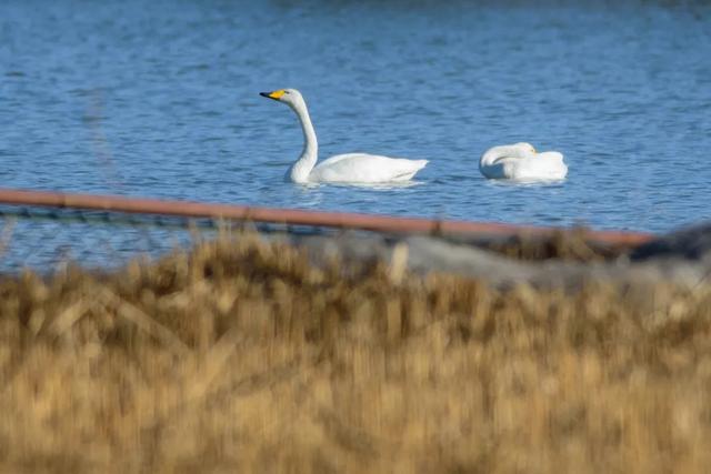 北方春季鸟类不完全图鉴，鸟类介绍（漂亮的鸟儿大合集）