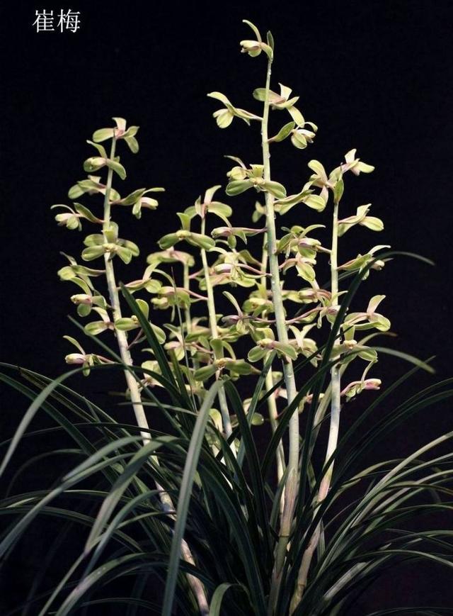 蕙兰老八种哪个是清香型，蕙兰的新八种赏析