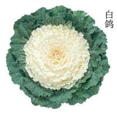 冬天比较耐冻的花，这花冬天不怕冷