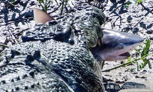 尼罗鳄和咸水鳄区别，谁才是真正的“鳄鱼之王”