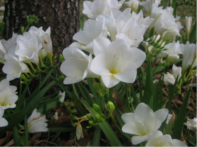 香水花什么品种最好，屋里像是喷了法国香水