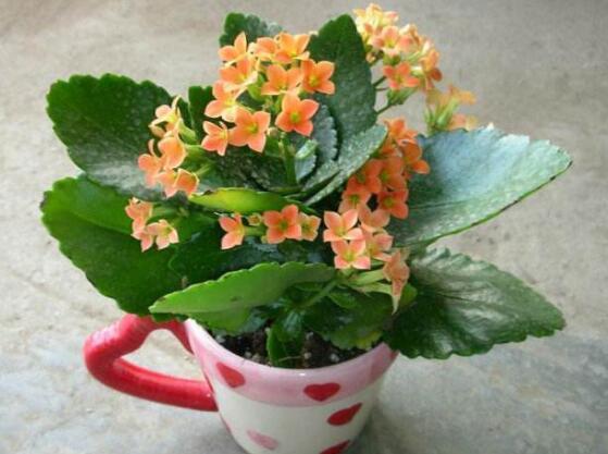 长寿花放卧室里养好吗，长寿花可以放入卧室养吗