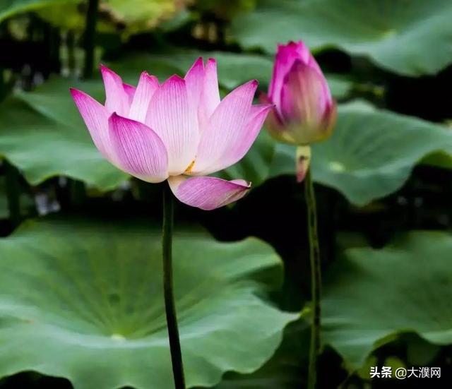 濮阳有什么好玩的景点，濮阳旅游景点推荐一下（行走河南·读懂中国丨不负好春光）