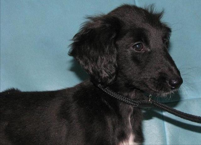 阿拉斯加犬小时候，狗一般有几个月就长成大狗了（毛茸茸的一团太可爱了吧）